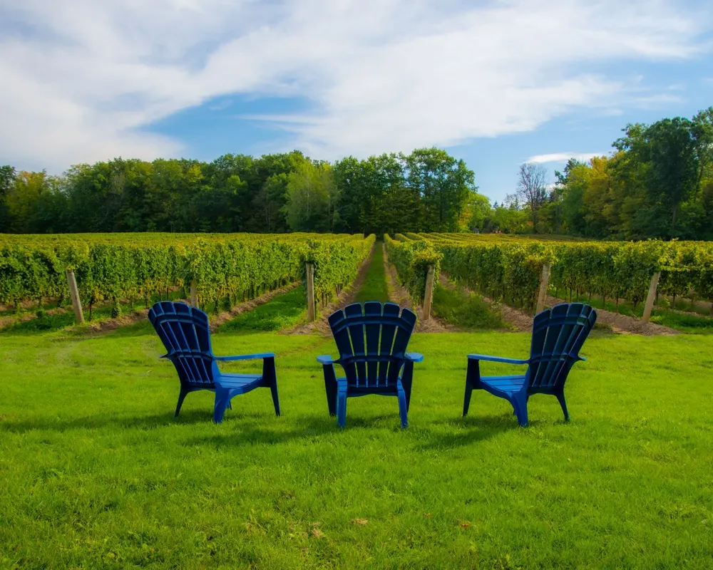 Niagara winery lawn with Adirondack chairs facing vineyard rows